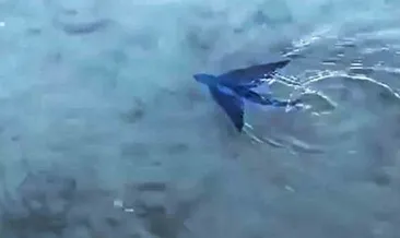 Datça’da uçan balık görüldü