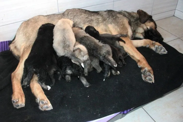 Köylü ağlayarak yardım istedi, 21 yavru köpek kurtarıldı