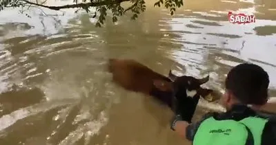 Selde mahsur kalan hayvanları Raftingciler kurtardı | Video