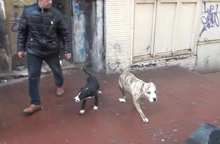 Taksim’de metruk binada dövüş köpekleri bulundu