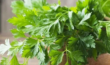 Maydanozun faydaları nelerdir?