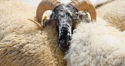 GÜNCEL KURBANLIK FİYATLARI | 2026 Kurbanlık fiyatları ne kadar? İşte, Küçükbaş ve büyükbaş ücreti!