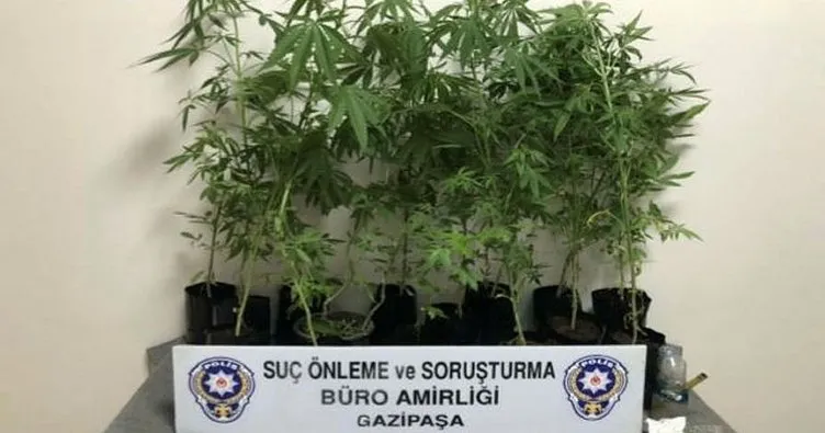 Gazipaşa'da polisten Hint keneviri operasyonu