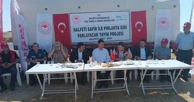 Halfeti'de ilk kez ekimi yapılan safir bitkisi hasat edildi #sanliurfa