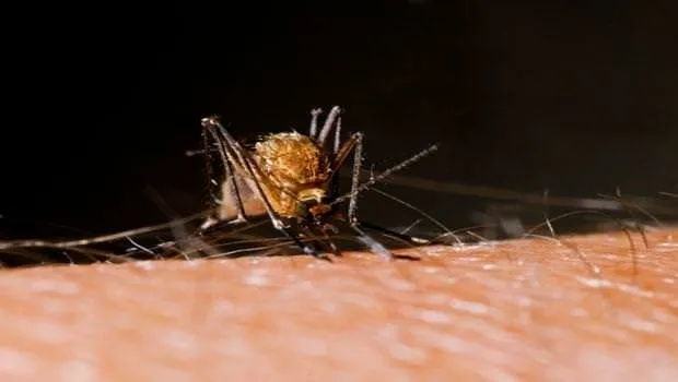 5 soruda dünyayı korkutan Zika virüsü