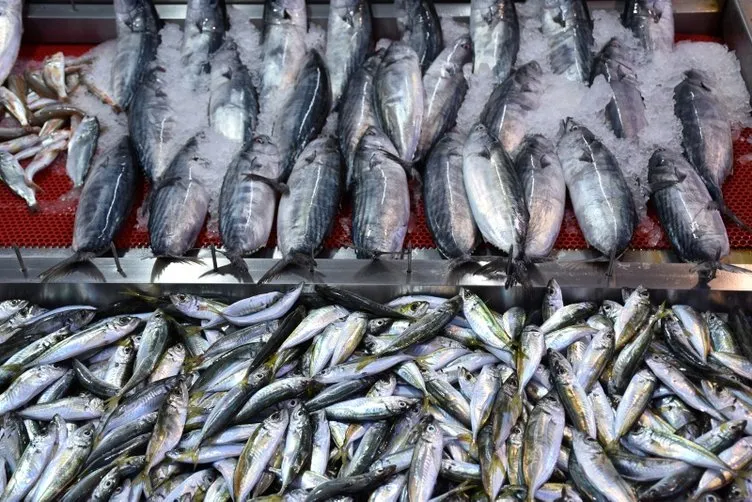 Karadenizli balıkçılar ’Vira Bismillah’ dedi, palamutları topladı