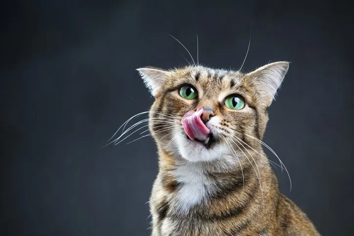 Kedilerin sizinle konuştuğunu biliyor muydunuz? Bilim insanları ne söylediklerini keşfetti!