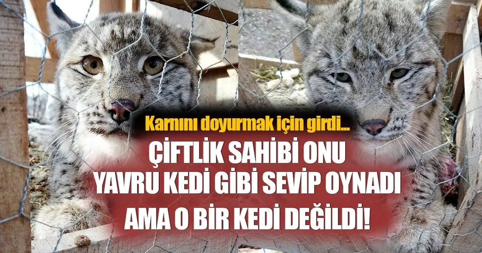 Vaşak yavrusunu kedi gibi sevdi Son Dakika Haberler