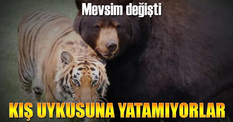 Mevsim savaşları