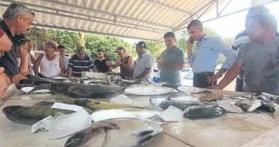 Balıkta yasak kalktı mezatlar şenlendi