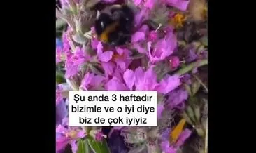 Sosyal medyanın kalpleri ısıtan virali: Bir bal arısına yuva oldu! Tüm dünya onları izledi