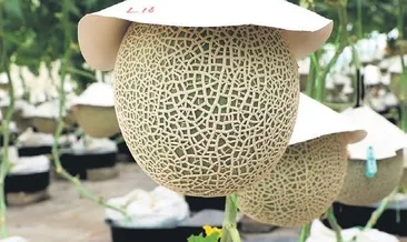 İki kavuna 208 bin lira