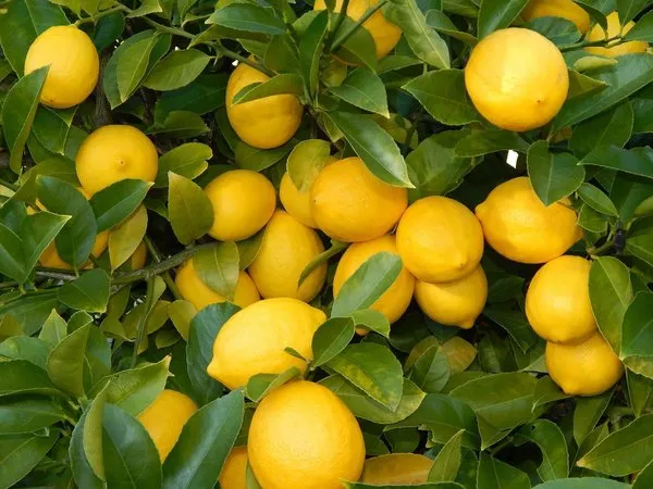 Sabahları aç karnına limonlu ılık su içerseniz…