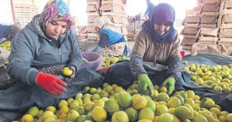 Üreticilerin ‘yatak limon’ telaşı başladı