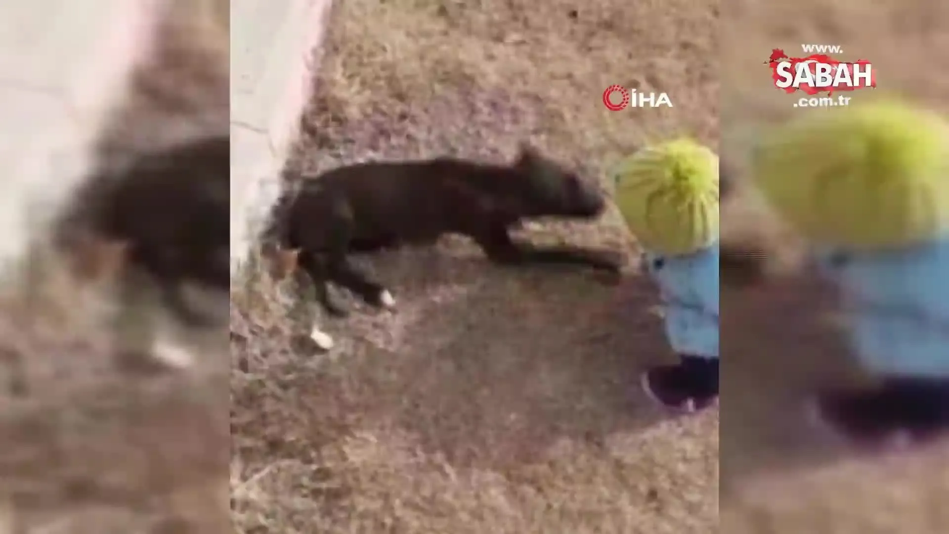 Mirac Bebek Kopegini Isiriyor Sandigi Kopegi Isirdi Videosunu Izle Son Dakika Haberleri Mirac Bebek Kopegini Isiriyor Sandigi Kopegi Isirdi Videosunu Izle Son Dakika Haberleri