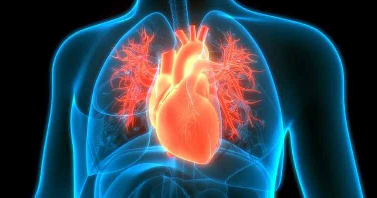Kalp Eş Anlamlısı Nedir? Kalbin Eş Anlamlısı Olan Sözcük ve Cümle İçinde Kullanımı