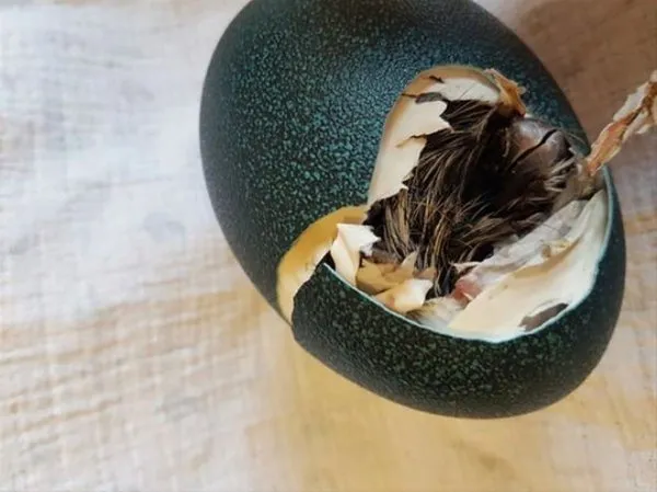 Süs için aldığı yumurtanın içinden 47 gün sonra bakın ne çıktı!