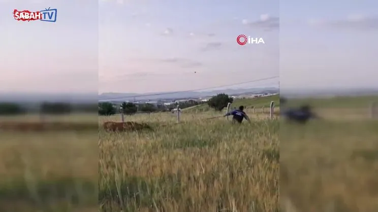 Ankara’da kaçan kurbanlıkları yakalayan vatandaş, o anları kayda aldı | Video