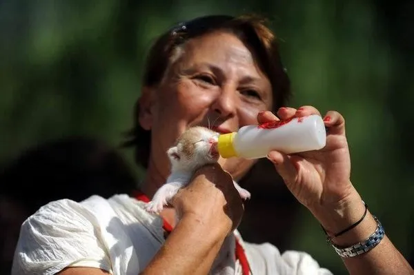 Kediler yarışıyor