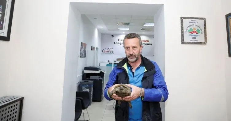 Bursa’da kaplumbağa seferberliği