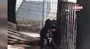 Adana'da Pitbull ve Dogo Argentine cinsi köpeklere operasyon | Video