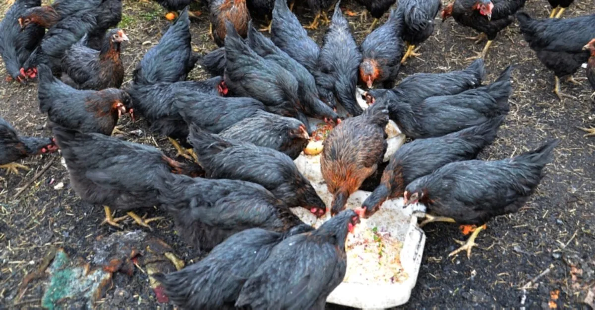 ruyada tavuk gormek nasil yorumlanir ruyada tavuk yemek ve tavuk eti gormek neye isarettir ruya tabirleri haberleri