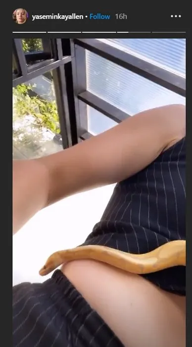 Yasemin Allen evcil hayvan olarak beslediği pitonu vücudunda gezdirdi! Güzel Oyuncu Yasemin Allen’in yılanı ile videosu sosyal medyayı salladı!