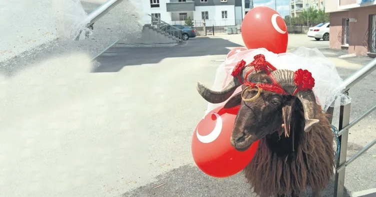 Nişanlısına kurbanlık koç hediye etti