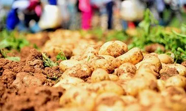 Adana’da patates hasadı başladı