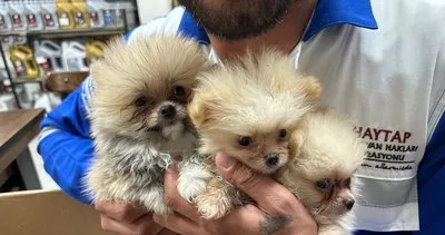 Kapıkule’de 5 yavru köpek yakalandı
