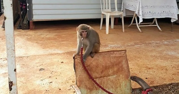 Evinde maymun ve keklik besleyen kişiye ceza kesildi