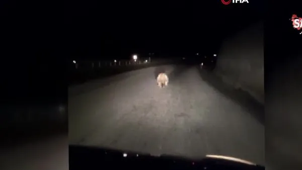 Yavru ayının yolda otomobilin ışığıyla son sürat koştuğu anlar kamerada | Video