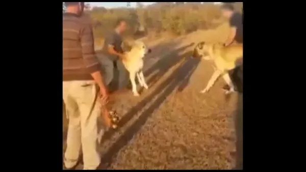 İnternet sitesi üzerinden köpek dövüşü organize ettiler! Kangal köpeğini bahis için dövüştürdüler... | Video