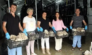 "Yapamazlar" dediler, 7 ton mantar ürettiler! Sinoplu 16 kadının ilham veren başarısı #sinop