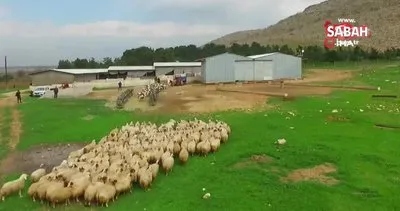 Kuzuların anneleri ile buluşması böyle görüntülendi | Video