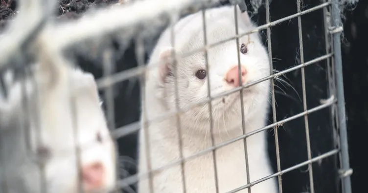 Çalınan 40 bin vizon doğaya salıverildi