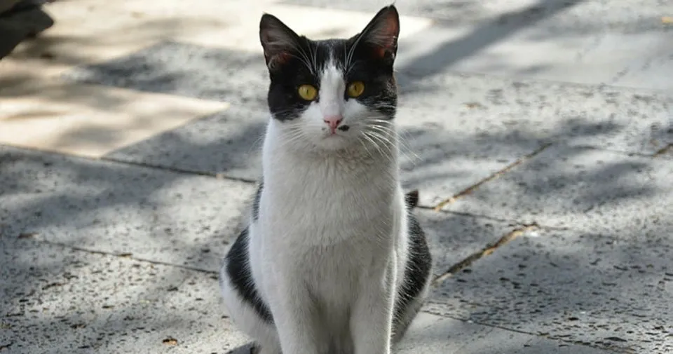 sabah