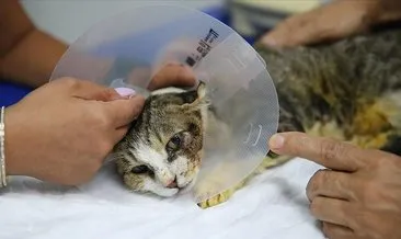 Sahipsiz kedi doku nakliyle hayata böyle tutundu! #adana