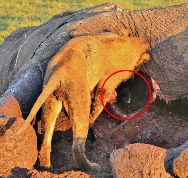 Sırtlandan büyük kaçış taktiği