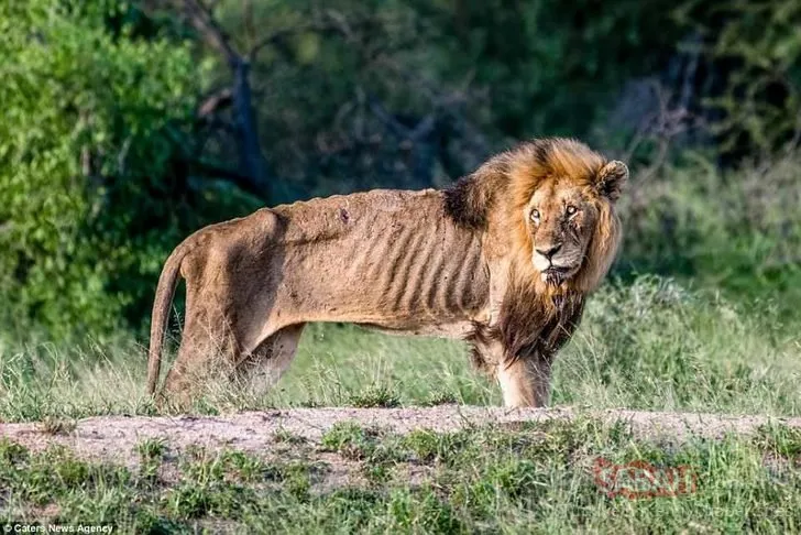 Vahşi Doğada aslanın zor anları