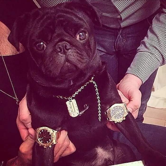 Instagram’ın zengin köpekleri