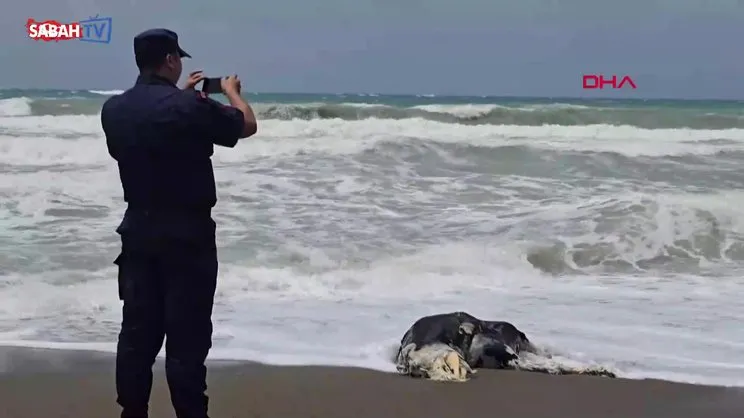 Hatay’da sahile ölü inek vurdu | Video