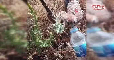 Sıcaktan bunalan kerkenez kuşuna şişeyle su içirdi | Video