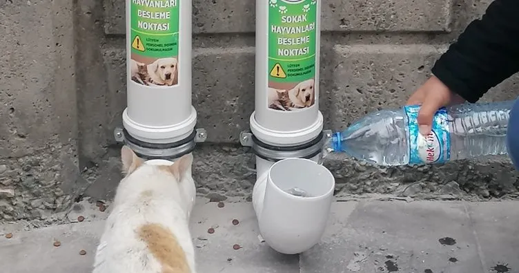 Siirt’te sokak hayvanları için beslenme odakları kuruldu