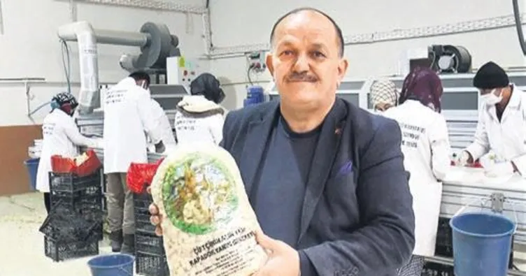 Kapadokya susuz sarımsak yetiştiriyor