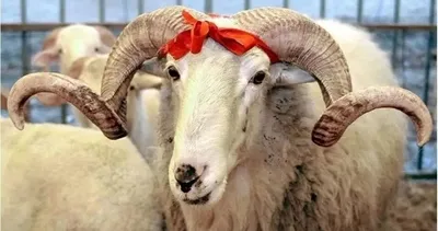 Kurban Bayramı tatil takvimi 2025: Kurban Bayramı ne zaman, kaç gün tatil olacak?