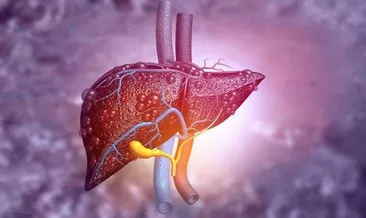 Karaciğerin Görevleri – Karaciğerin Sindirimdeki Görevi, Fonksiyonları, Lobları Nedir, Nerede Yer Alır Ve Ne İşe Yarar?