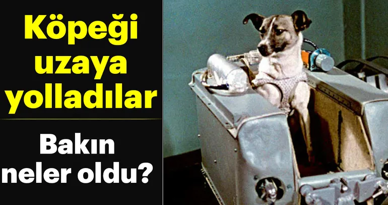Hepsi büyük umutlarla gönderildi! Uzaya yollanan hayvanların hazin sonları