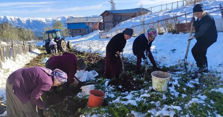 Artvin’de kar altında patates hasadı