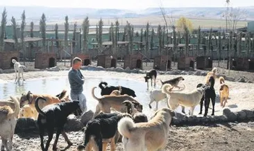 Hayvanseverlerin adresi: Patiliköy